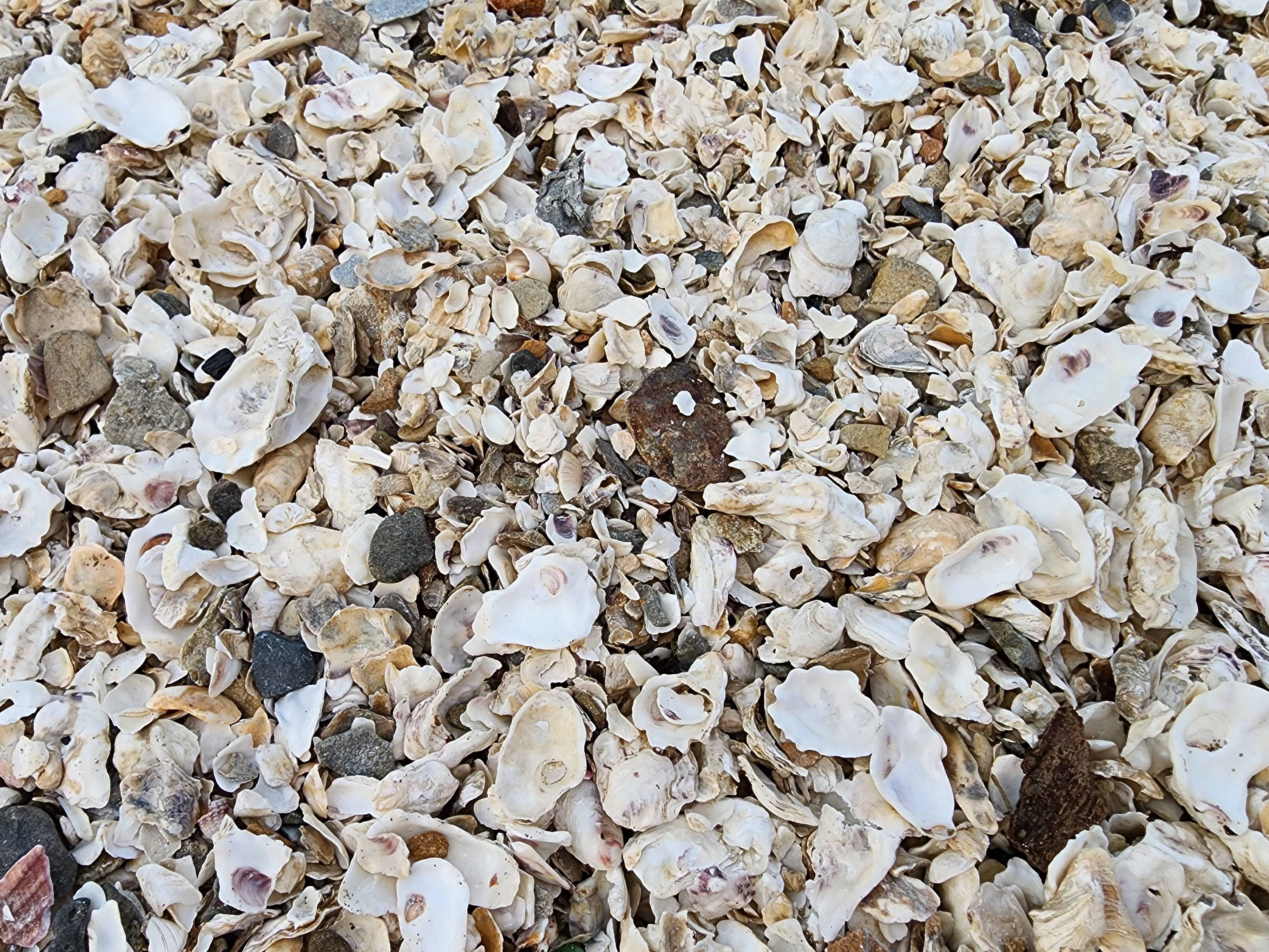 대부도 오션뷰 카페 빈솔트