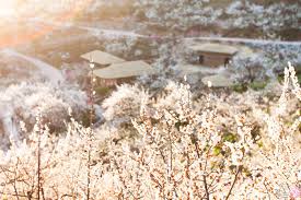 3월 국내 축제 일정
