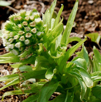 머위 효능과 부작용 고르는법 먹는법 칼로리