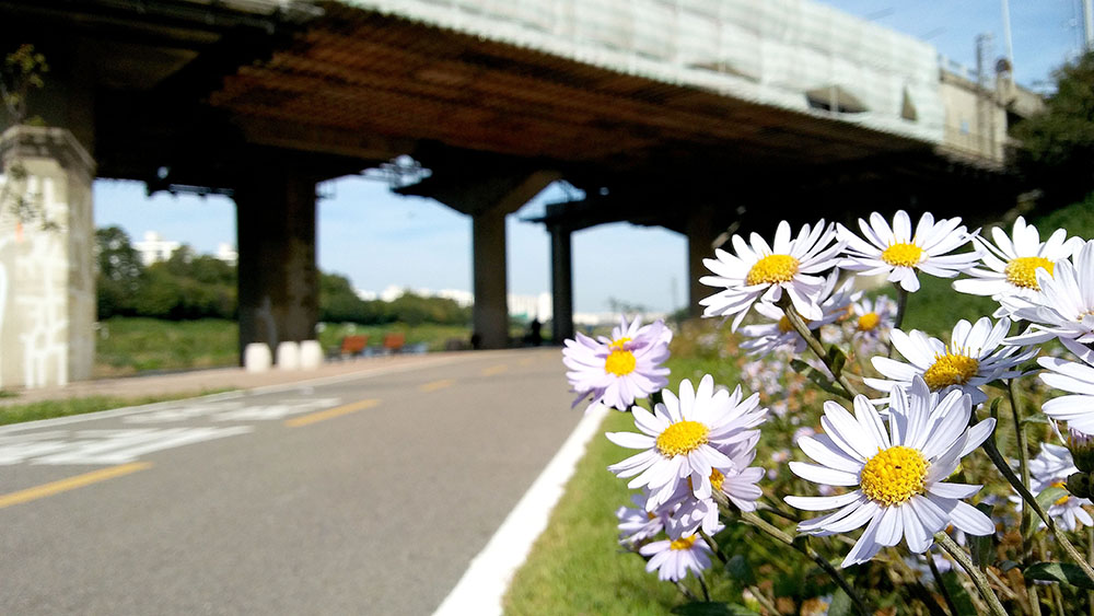 서울둘레길 안양천 꽃