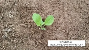 가을 텃밭 작물 추천 상추 열무 시금치 쌈채소 재배법_14