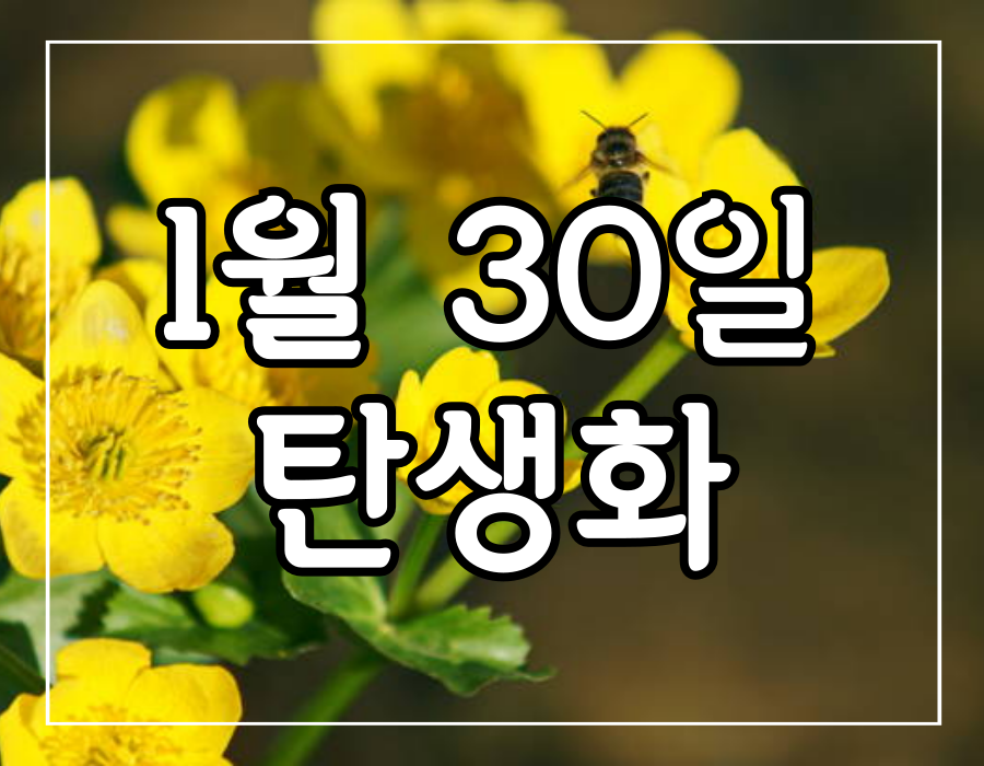 이 이미지는 1월 30일 탄생화 매쉬 메리골드 꽃말에 관한 포스팅의 대표 이미지입니다.