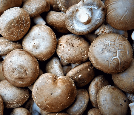 표고버섯의 갈색 갓이 위로 보이는 모습으로 동그란 갓을 한 표고버섯들이 한가득 쌓여있다.