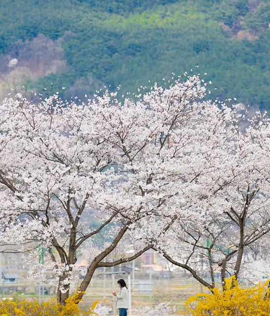 구례 300리 벚꽃축제 개화시기 축제일정 실시간