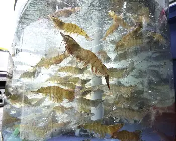 홍성 남당항 대하축제_9