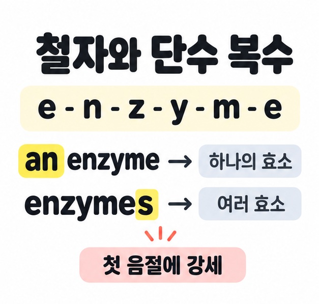 효소의 영어 철자와 단수 표현 an enzyme, 복수형 enzymes를 비교하고 첫 음절에 강세가 있음을 안내한 그림