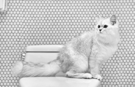 화장실과 고양이.