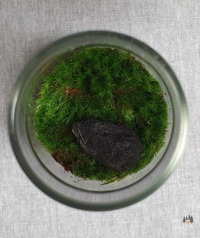 테라리움 홈 인테리어