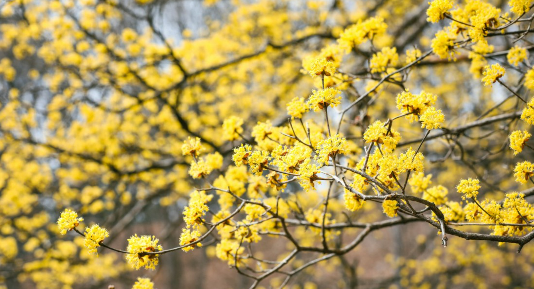 2025 양평 산수유 한우 축제 사진