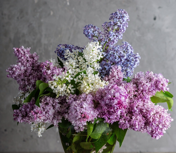 향기로운 라일락