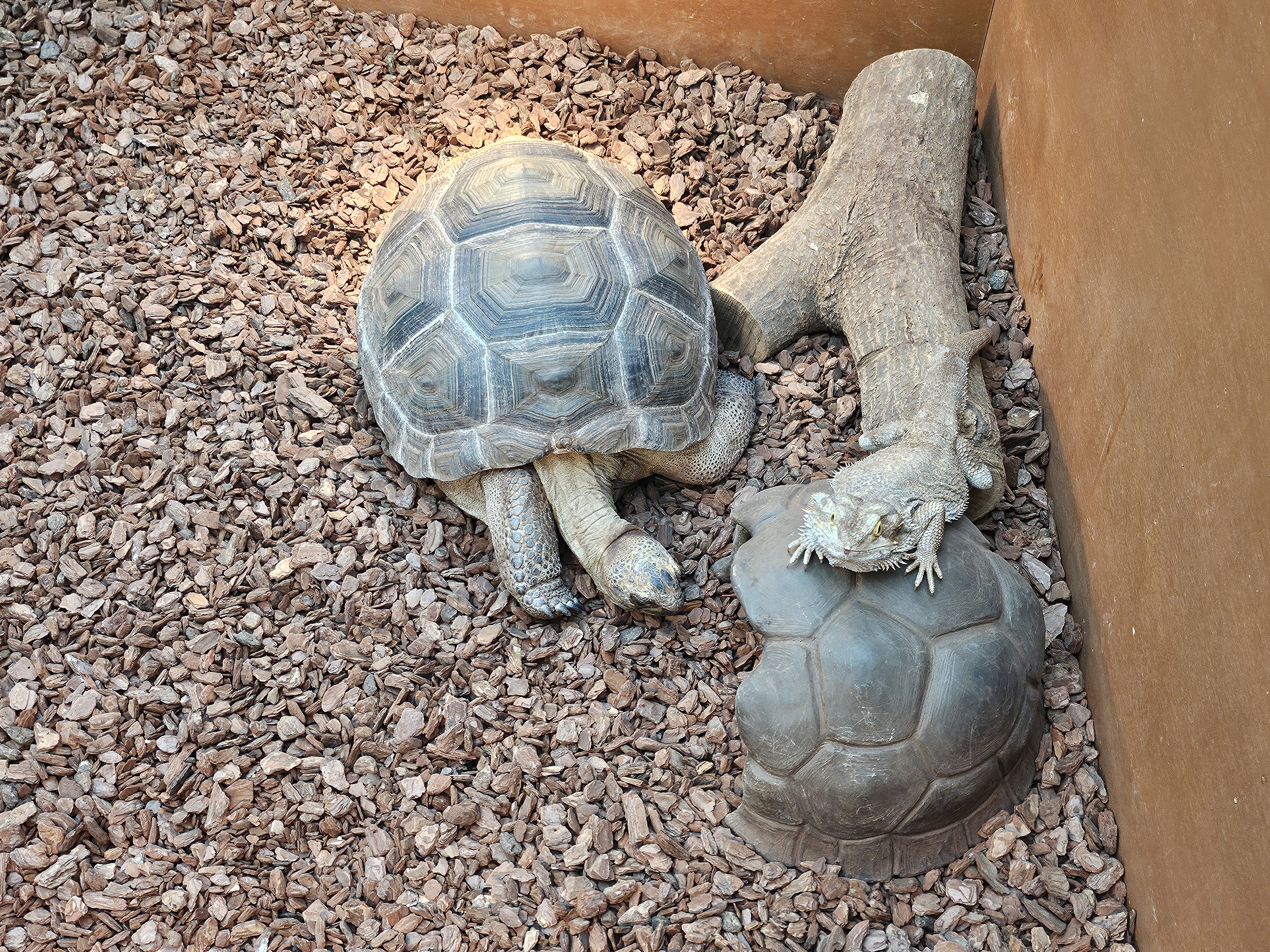 겨울 실내 아이와 가볼만한곳 부천호수공원 식물원 수피아