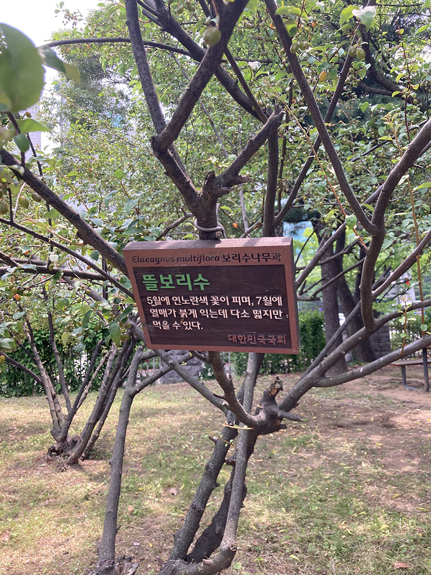 뜰보리수