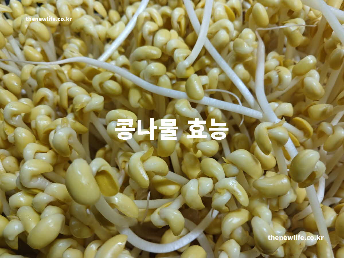 콩나물 효능 대표 실사진