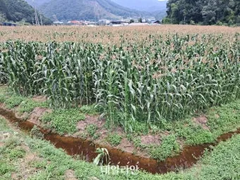 옥수수 재배 수분 수정 바람 피해 예방 거름 주기_5