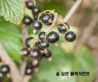 블랙커런트 재배 전정 관리 통풍 확보 병해 줄이기_12