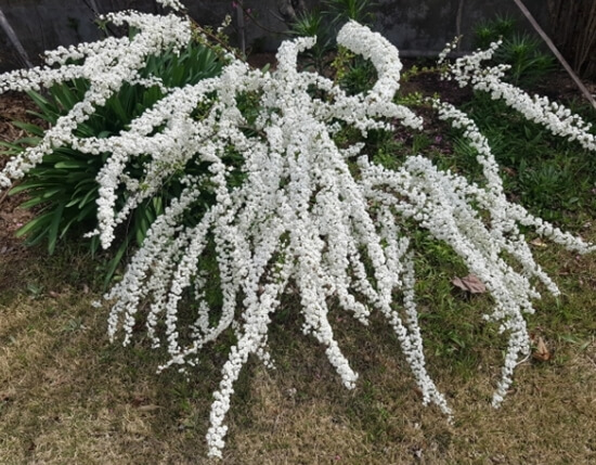 조팝나무 이름 유래