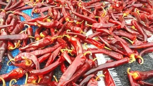 홍고추-말리기-태양초-만들기-홍고추-수확적기