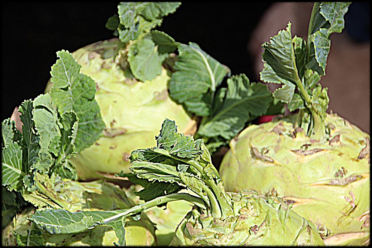 콜라비관련이미지13