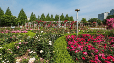 고양 국제꽃박람회 입장료 할인 사전예매 바로가기