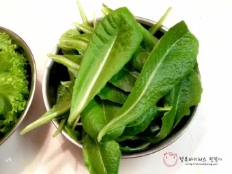 로메인 재배 재식 거리 통풍 확보 병해 줄이기_6