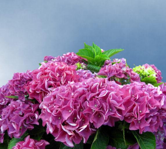 수국 개화 시기