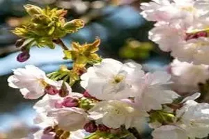 벚꽃