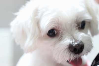 외이염에 잘 걸리는 견종 top 5