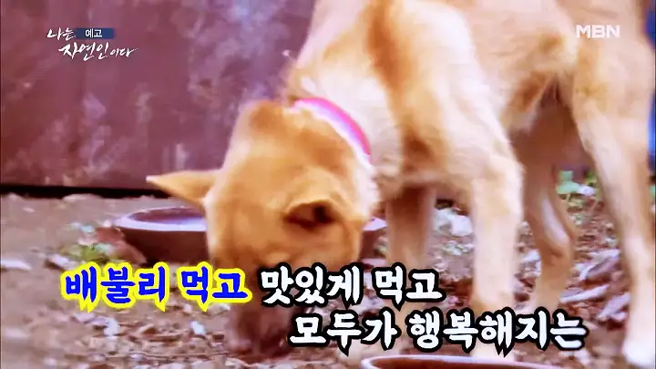 나는 자연인이다 엄마의 이름으로 자연인 김정예 소개 및 윤택 출연 531회 다시보기