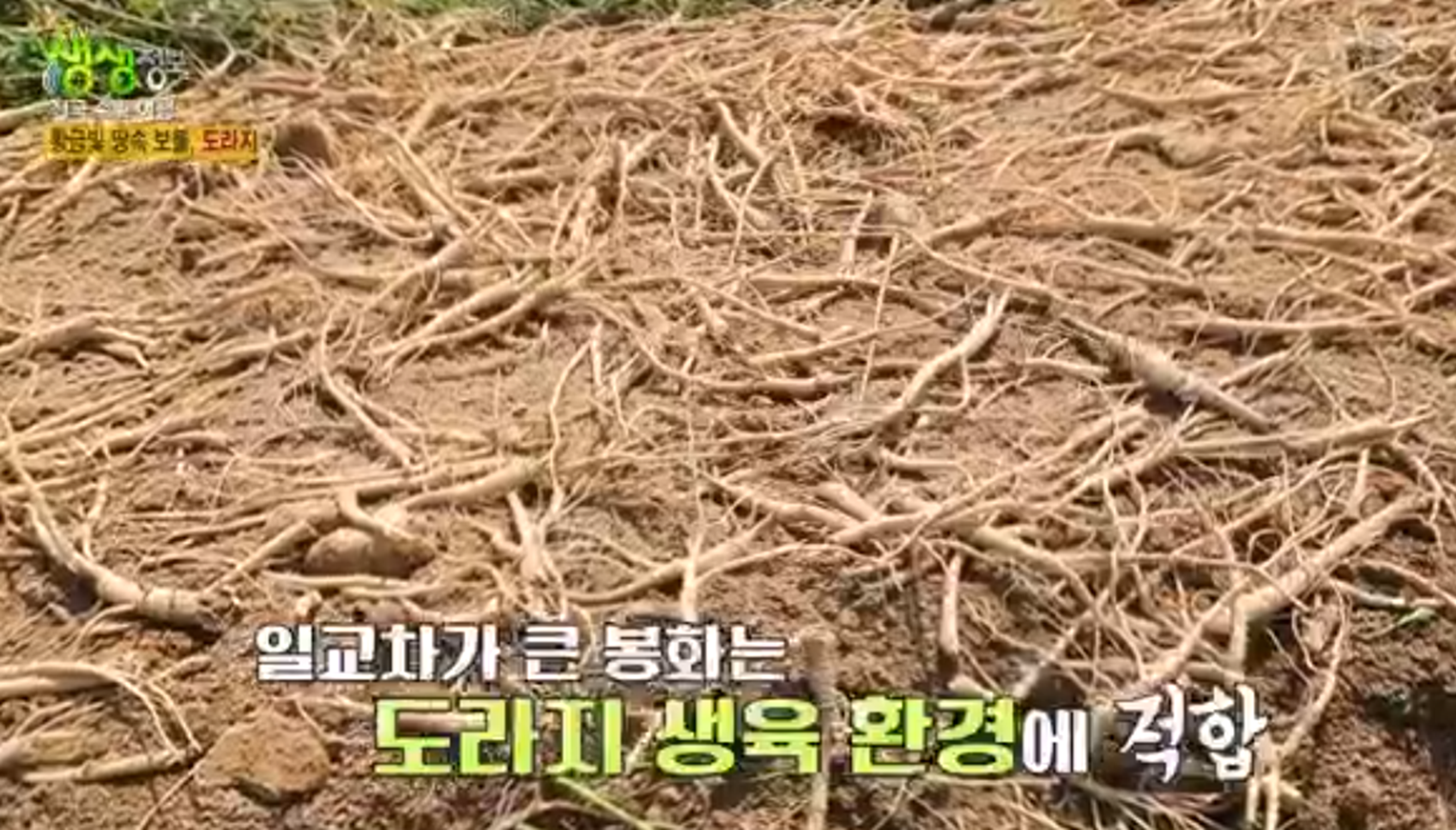 경북 봉화 도라지&amp;#44; 도라지정과&amp;#44; 도라지청 주문방법