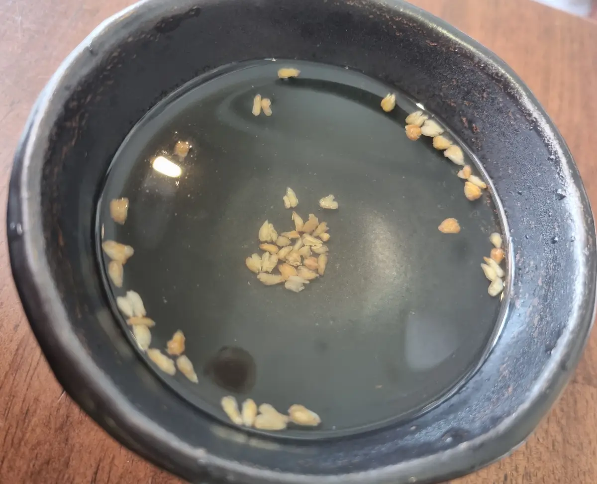 메밀차