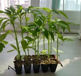 텃밭 고추 키우는 법 모종심기 지지대 순지르기 탄저병 예방_5