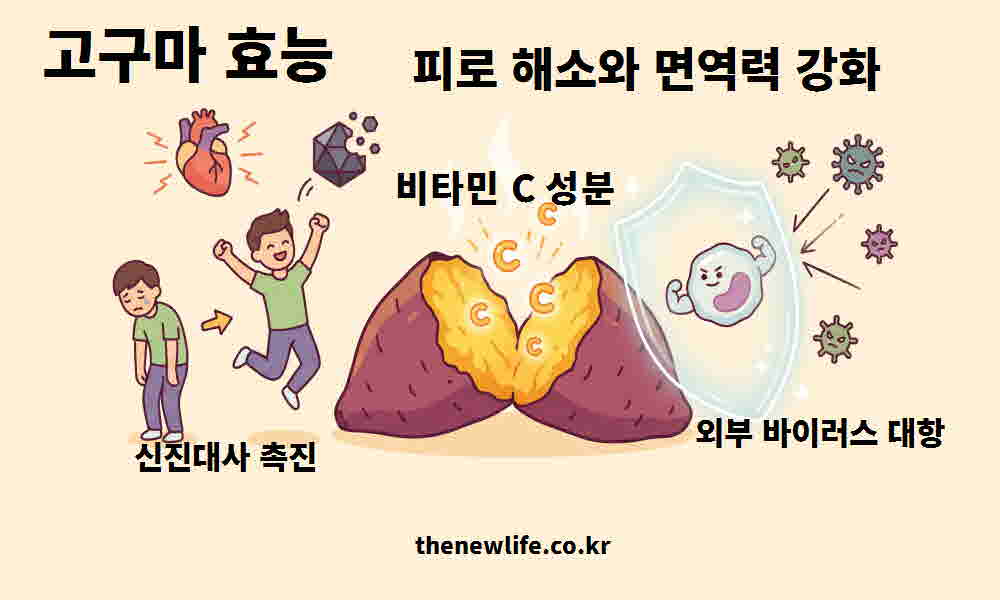 고구마 효능 피로 해소 면역력 강화