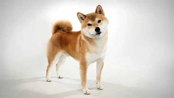 이누