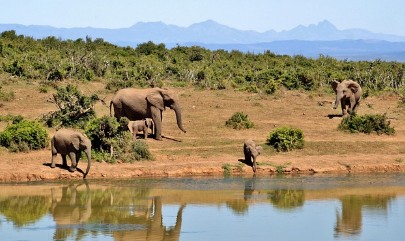 아프리카 야생동물