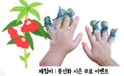 봉선화 꽃 손톱 물들이기 체험