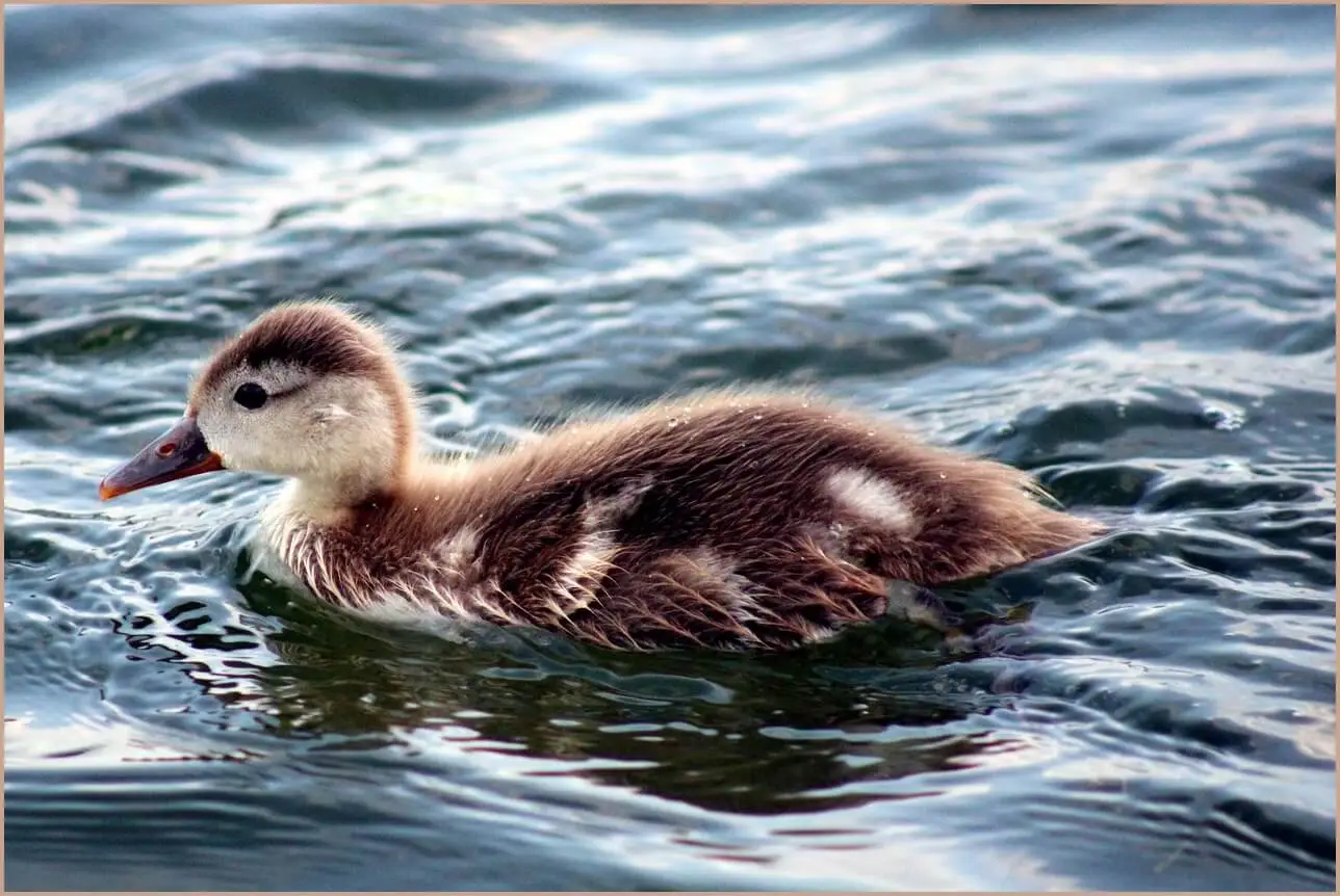 too many concurrent requests