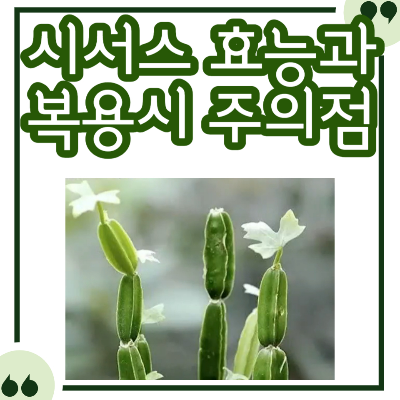 시서스 효능과 시서스추출물 복용 시 주의사항