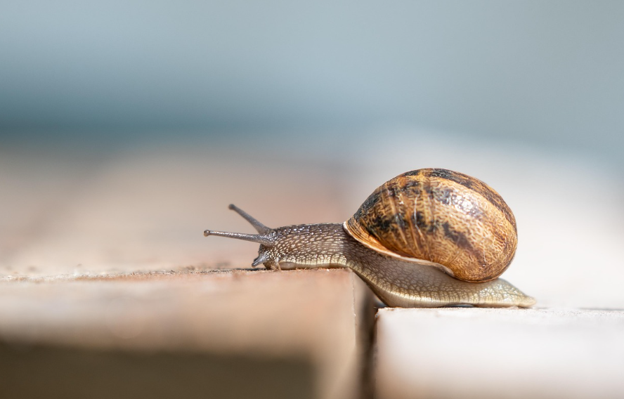 나만의 속도를 찾는 법: 느리게 사는 연습