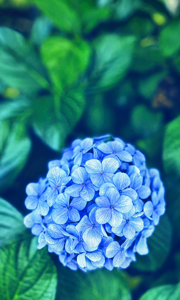 태안 네이처월드 빛축제 꽃정원