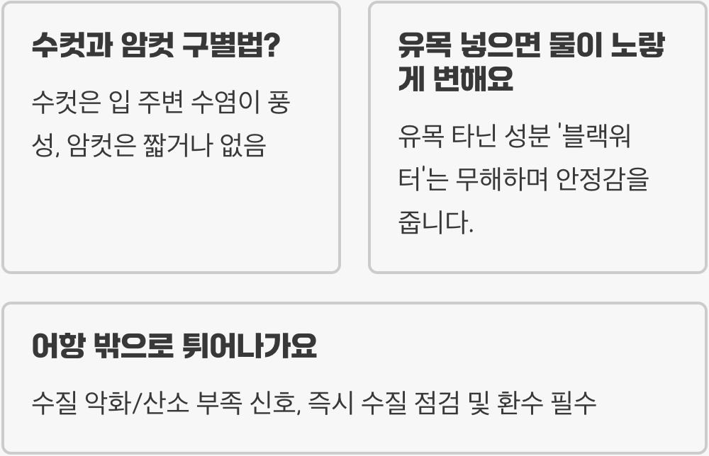 안시롱핀 키우기 A to Z (어항&amp;#44; 먹이&amp;#44; 수질 관리)