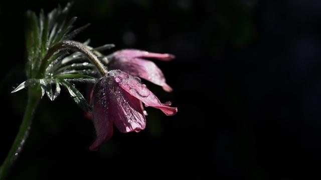 양쪽 날개뼈 통증