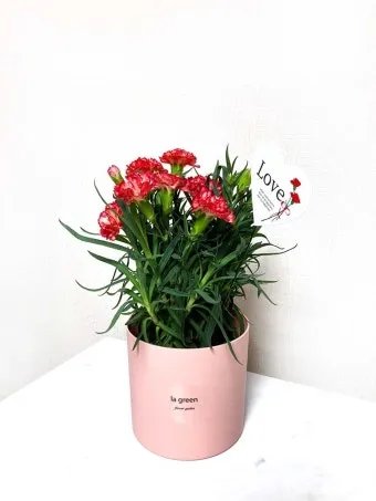 카네이션 화분 키우는 방법 생화 꽃바구니 관리_22