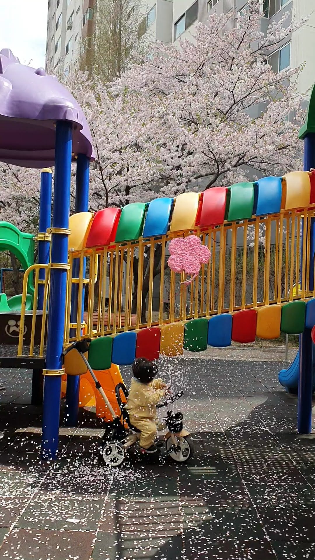 수원 숨은 벚꽃 명소