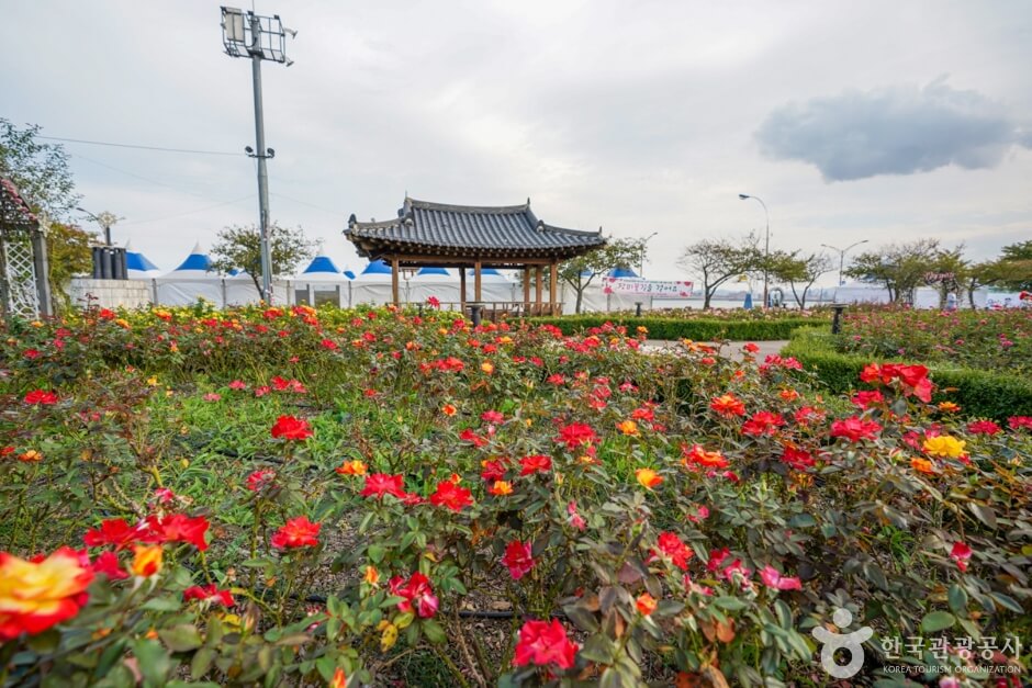 포항 영일대 장미원