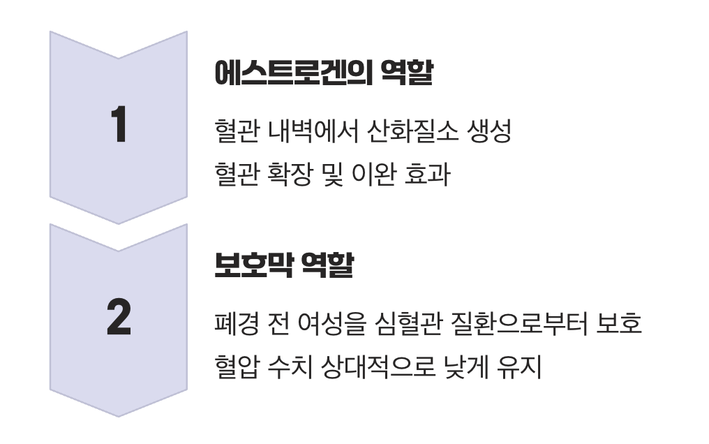 혈관을 부드럽게 만드는 여성호르몬