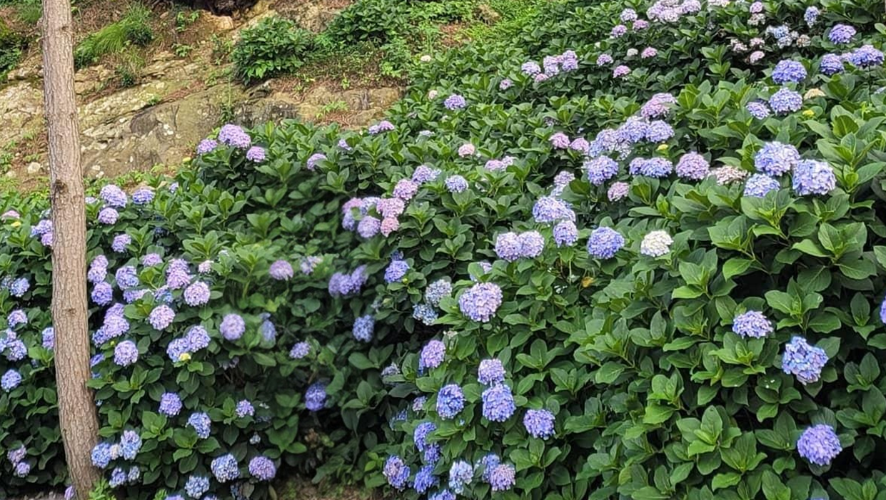 산비탈길로 보라색 수국이 피어났다.