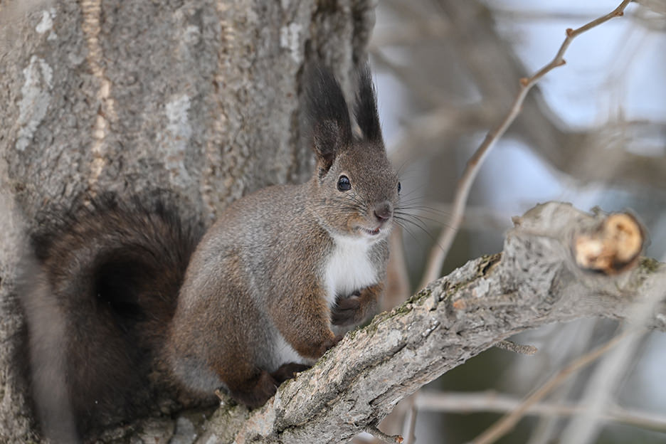 NIKKOR Z 180-600mm