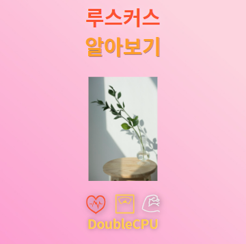 루스커스 꽃말 및 탐구