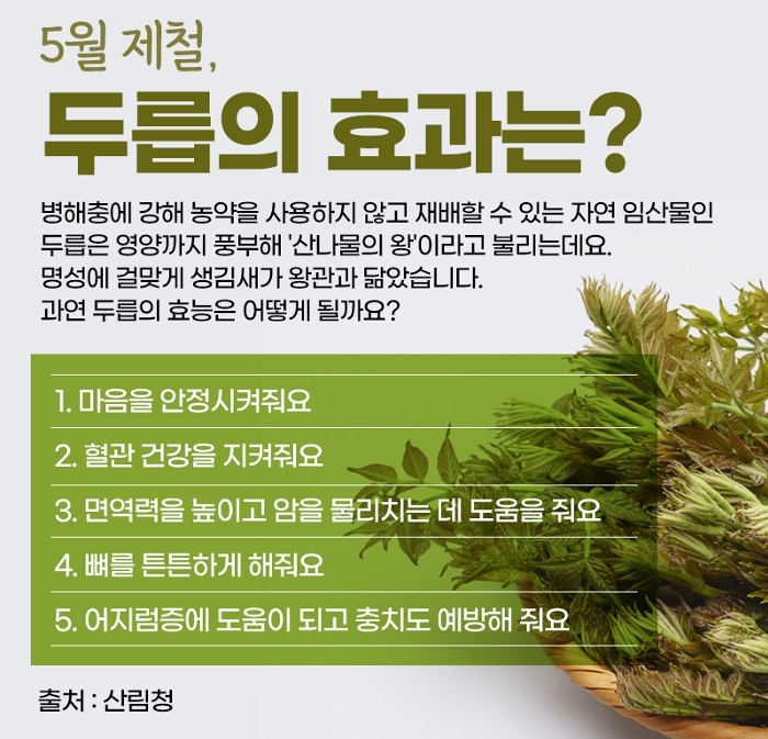 두릅의 효능 총정리, 혈관 건강부터 면역력까지