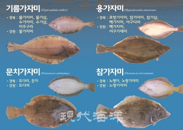 가자미